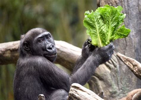 Why St. Louis Zoo and Brookfield Zoo exchanged gorillas .